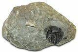 Detailed Proetid (Gerastos) Trilobite Fossil - Morocco #325858-2